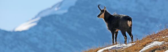 Header Jagdbanngebiete