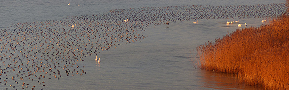 Header Wasser- und Zugevogelreservate