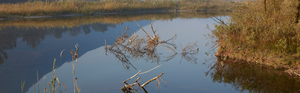 Header Ramsar