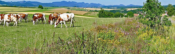 Header Agrarlandschaft