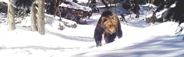 Header Braunbär