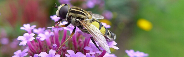 Header Insekten