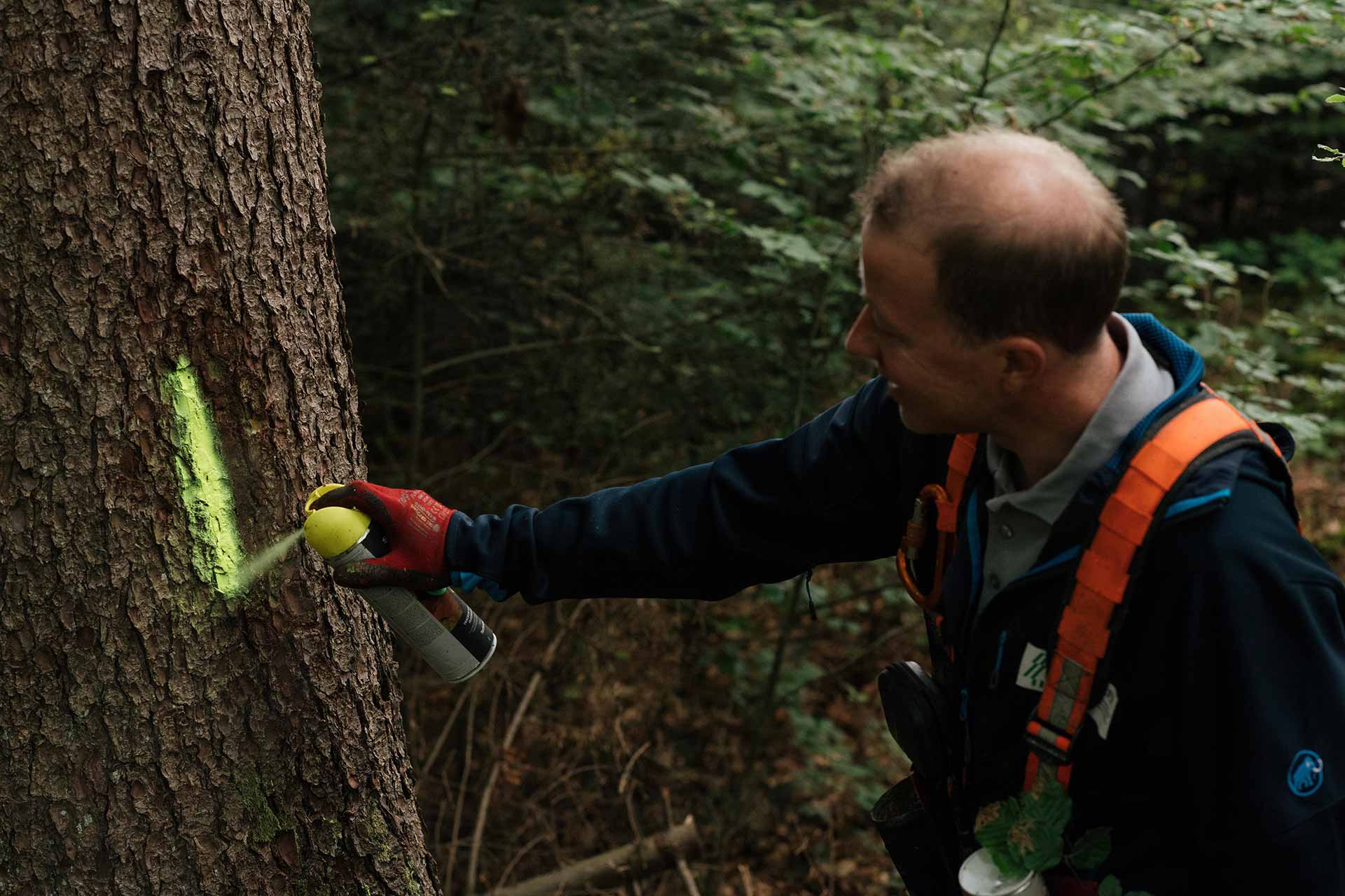 Förster Moreno Müller markiert einen Baum