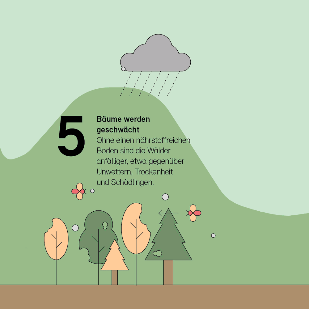 5. Bäume werden geschwächt