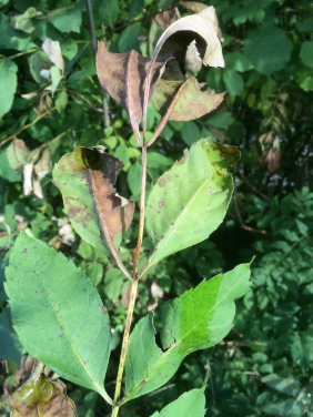 Infezione delle foglie di fras-sino causata dalle asco-spore di H. fraxineus e comparsa di macchie brunastre