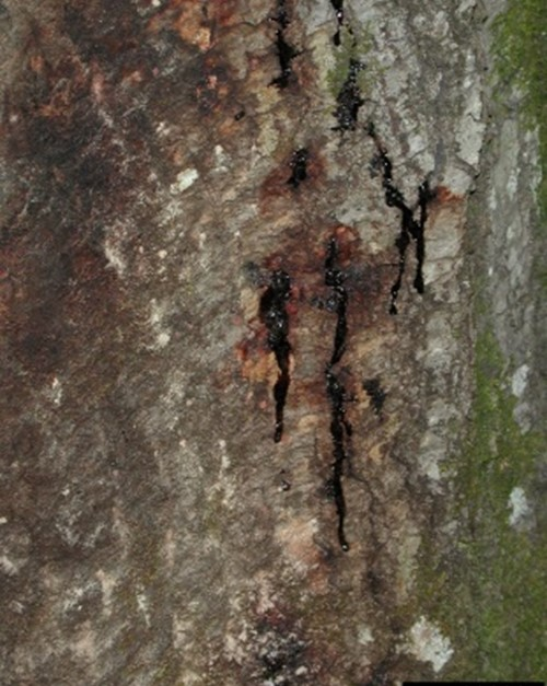 Phytophthora ramorum – flusso mucoso nelle specie di Quercus.
