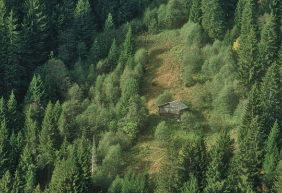 Radura a Schluein / Schleuis GR con crescita spontanea del bosco nel 1989