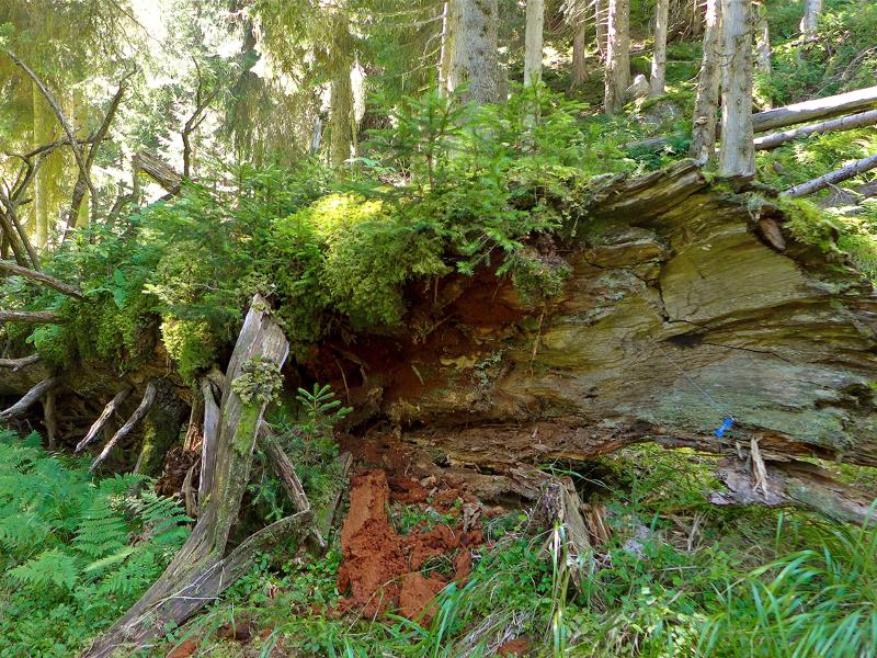 Foresta vergina di Scatlè, Brigels (GR)