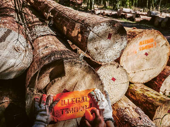 Commercio illegale di legname