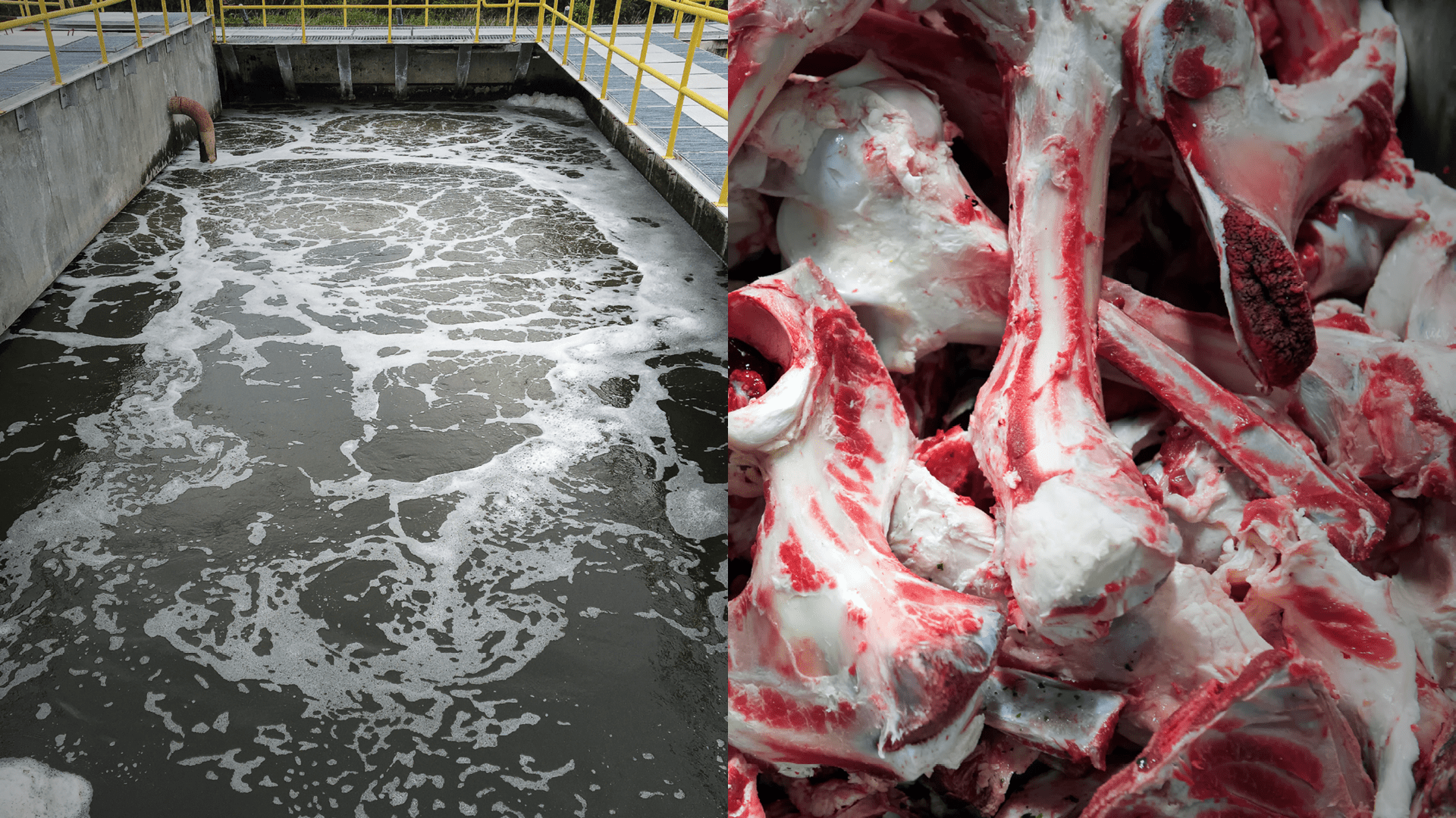 BAFU_PhosWeb_Abwasser_Tierische_Nebenprodukte_dfie